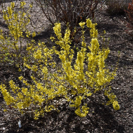 FORSYTHIA SHOW OFF SUGAR BABY