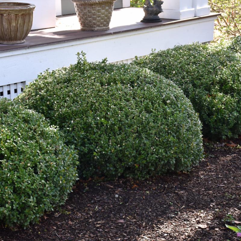 BOXWOOD SPRINTER