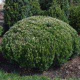 BOXWOOD SPRINTER