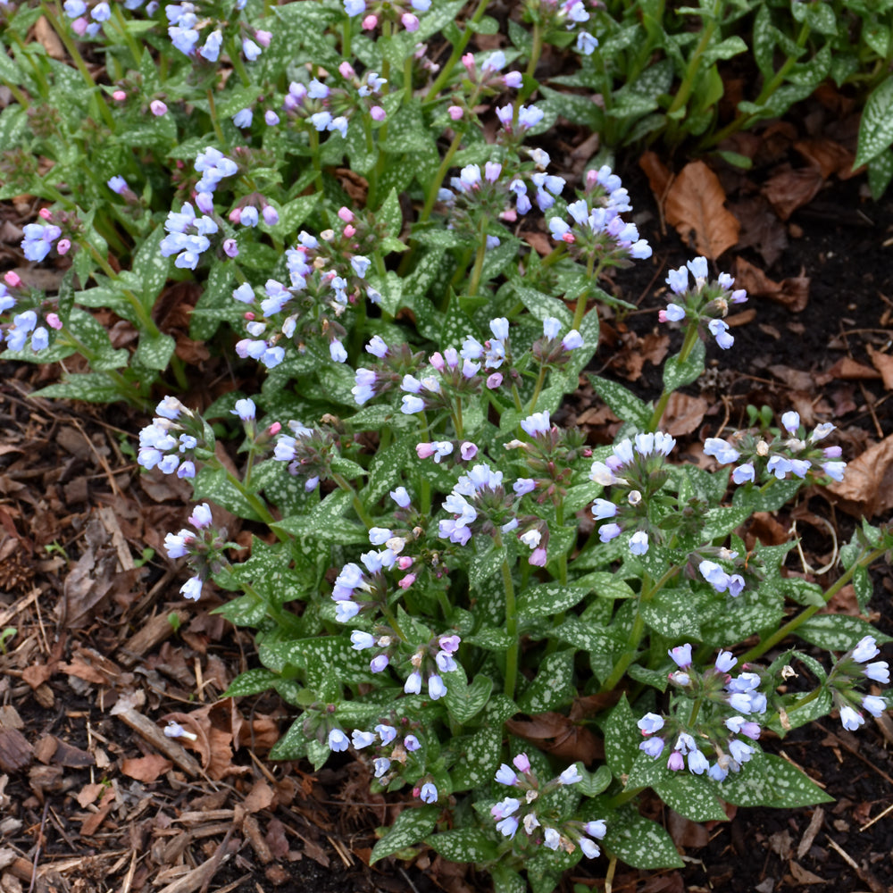 PULMONARIA TWINKLE TOES