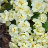 PRIMULA BELARINA CREAM