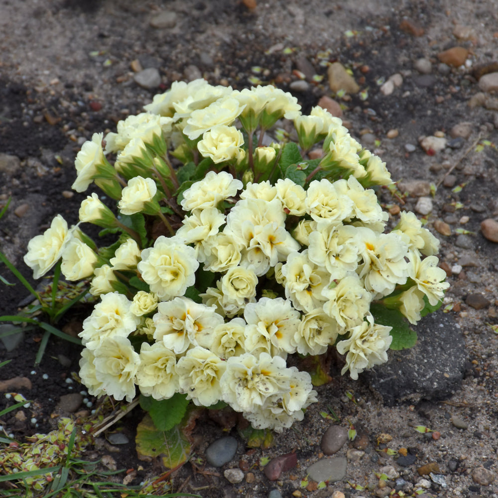 PRIMULA BELARINA CREAM