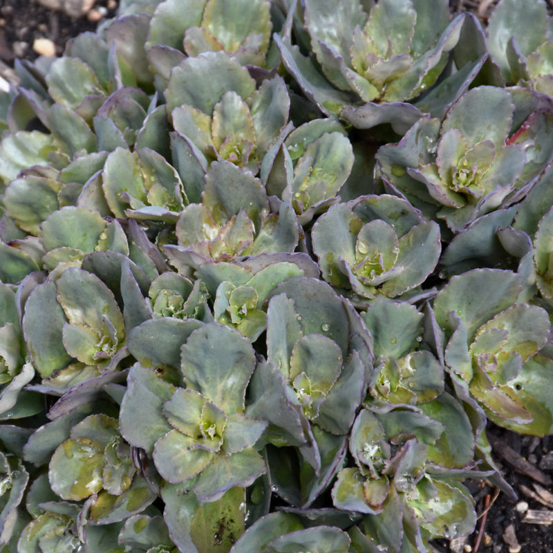 SEDUM ROCK N GROW BACK IN BLACK