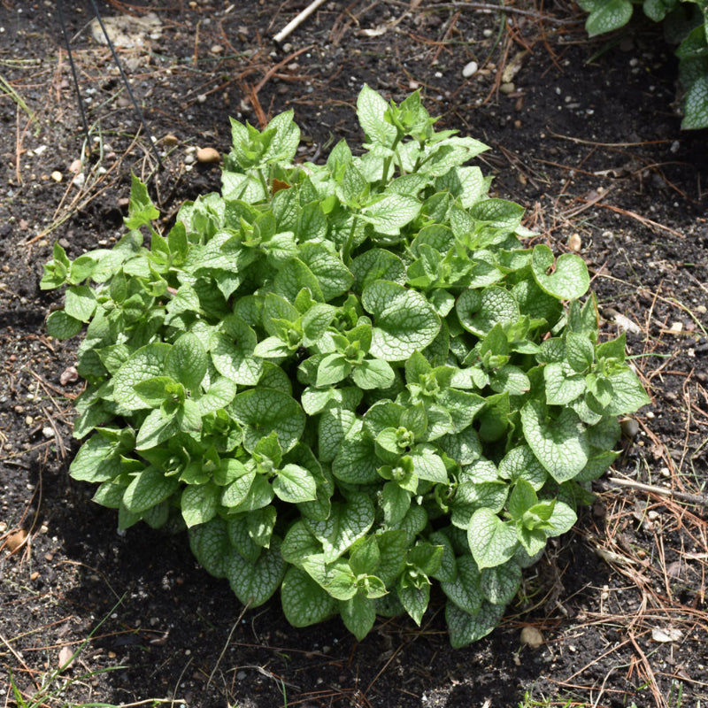 BRUNNERA JACK OF DIAMONDS