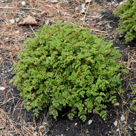 ARUNCUS CHANTILLY LACE