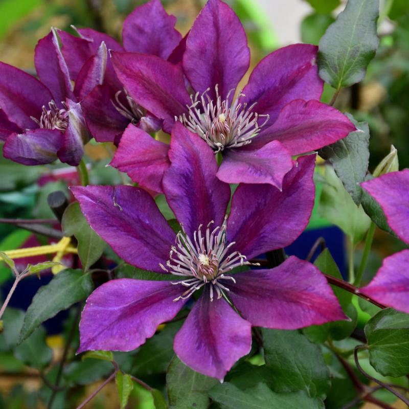 CLEMATIS PICARDY