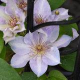 CLEMATIS TRANQUILITE