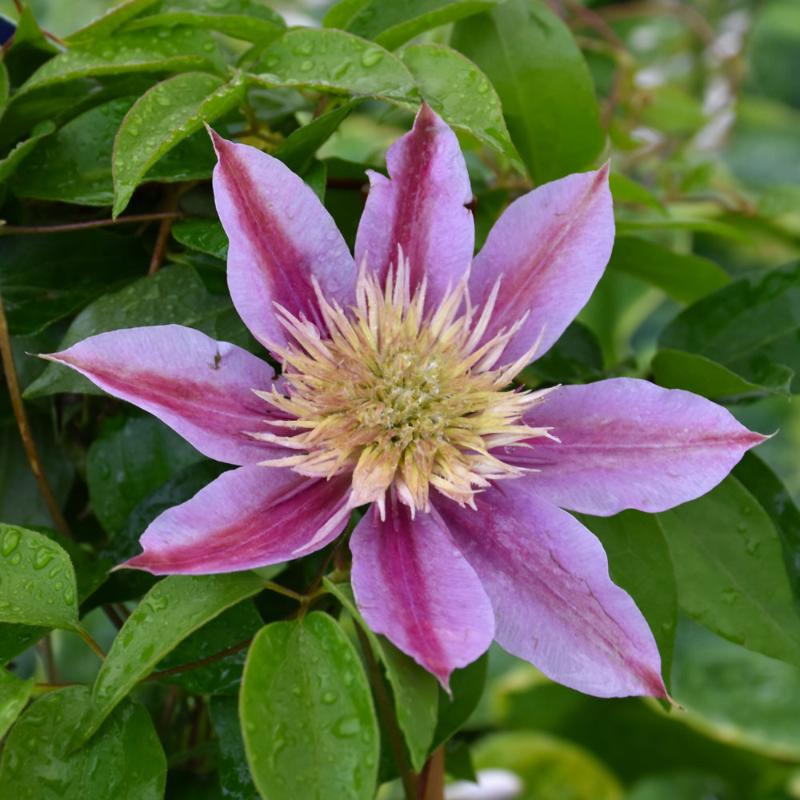 CLEMATIS EMPRESS