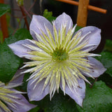 CLEMATIS CRYSTAL FOUNTAIN