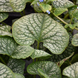 BRUNNERA JACK OF DIAMONDS