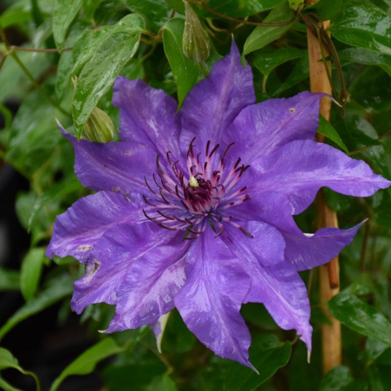 CLEMATIS EDDA