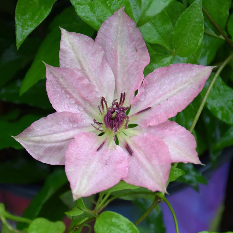 CLEMATIS SARAH ELIZABETH