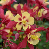 AQUILEGIA EARLY BIRD RED YELLOW