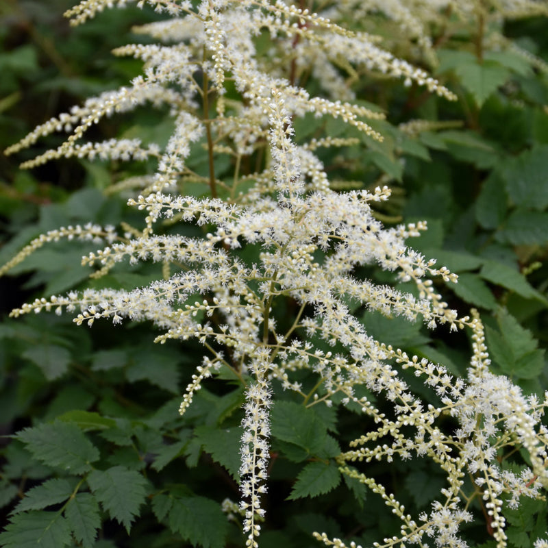 ARUNCUS MISTY LACE