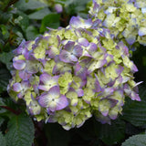 HYDRANGEA BLOOMSTRUCK