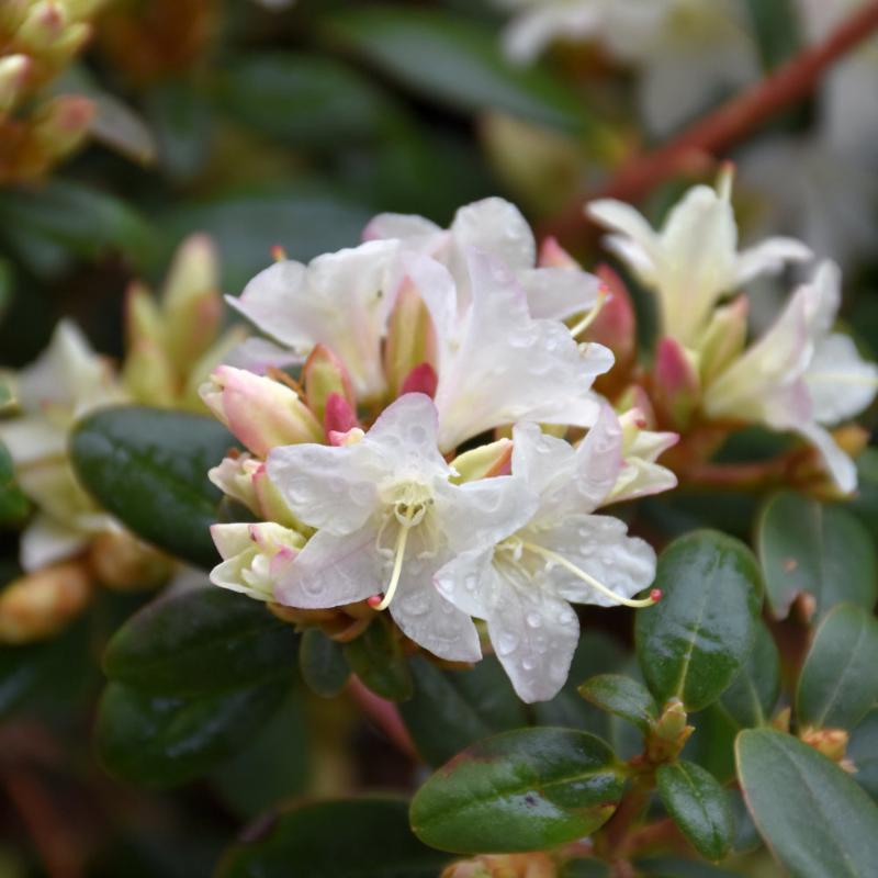 RHODODENDRON SUGAR PUFF