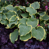 HOSTA SAGAE