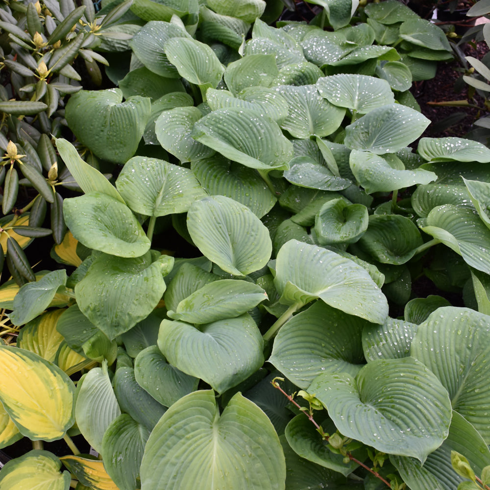 HOSTA ELEGANS