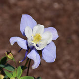 AQUILEGIA EARLYBIRD BLUE & WHITE