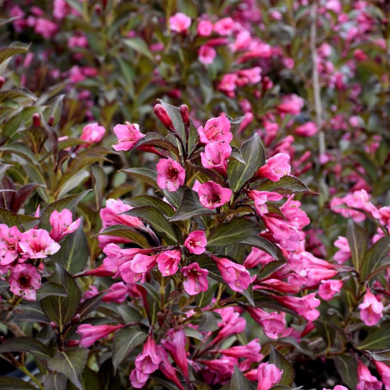 WEIGELA FINE WINE