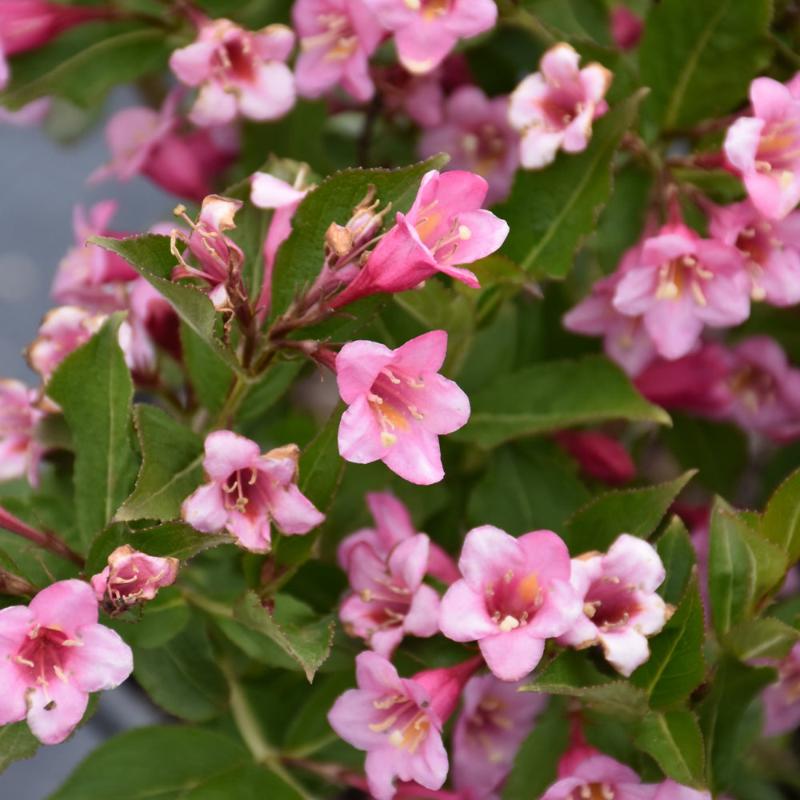 WEIGELA MINUET