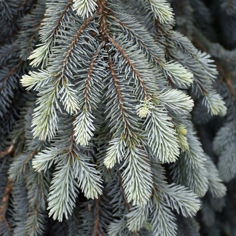 SPRUCE WEEPING BLUE THE BLUES