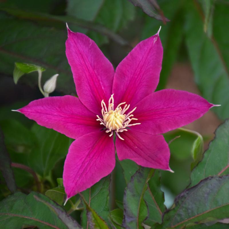 CLEMATIS ACROPOLIS