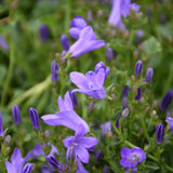 CAMPANULA CLOCKWISE DEEP BLUE