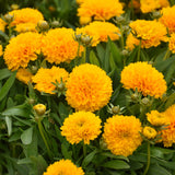 COREOPSIS GOLDEN SPHERE