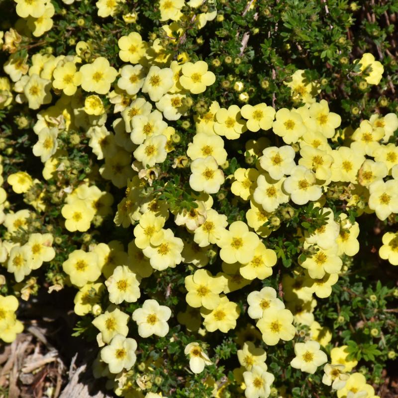 POTENTILLA PRIMROSE BEAUTY