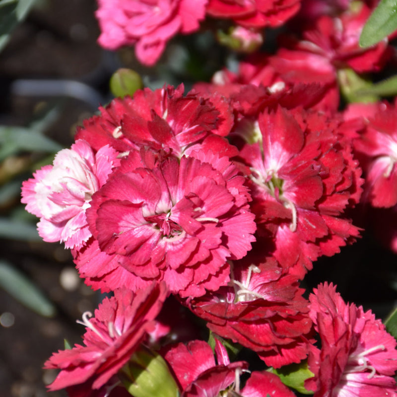 DIANTHUS MILK CHERRY