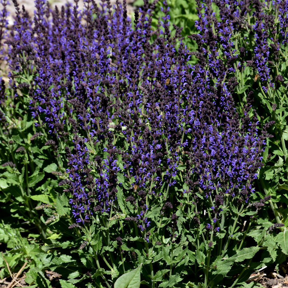 SALVIA SPRING KING