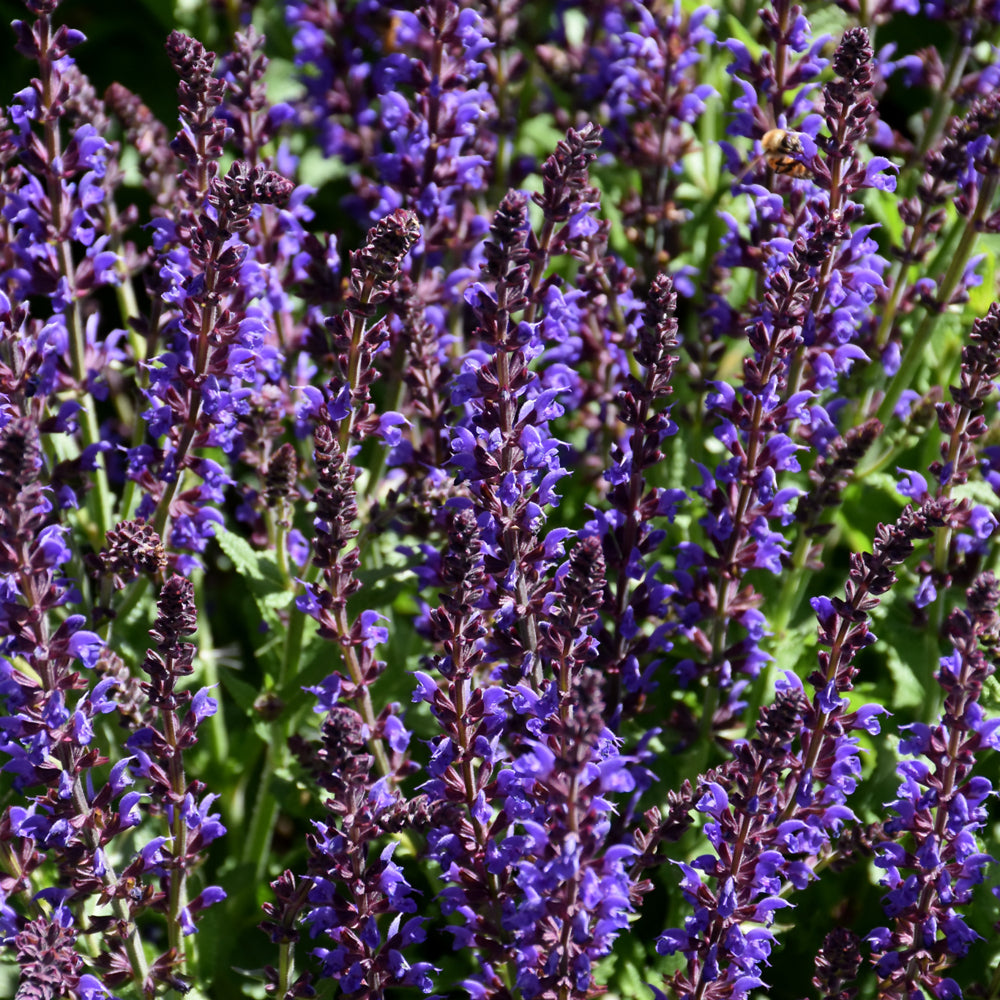 SALVIA SPRING KING