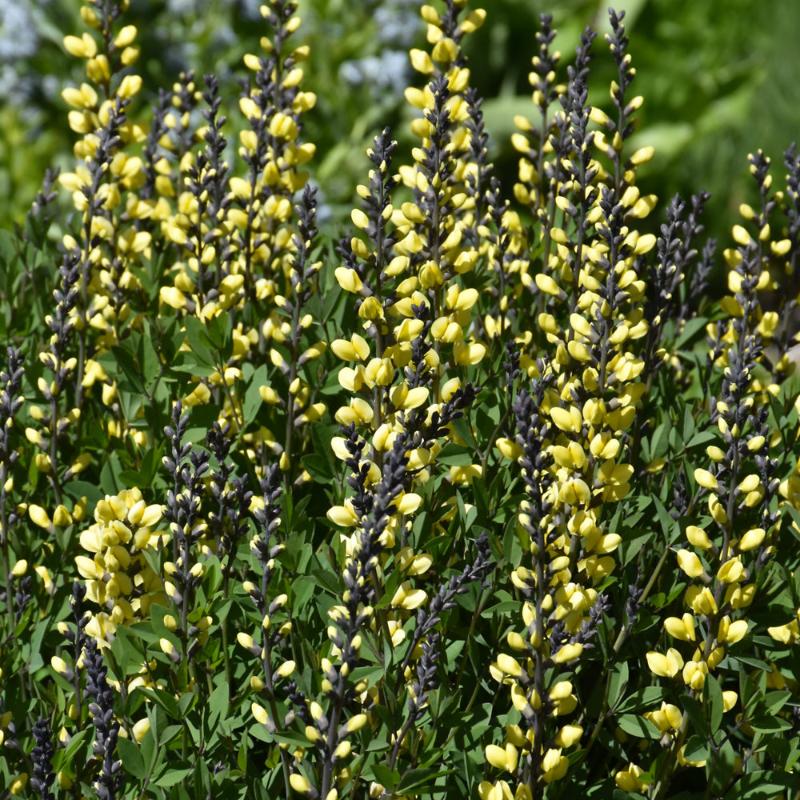 BAPTISIA LEMON MERINGUE