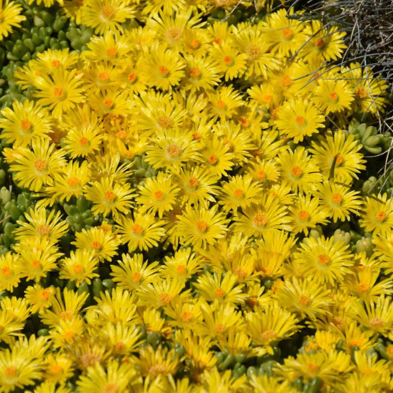 DELOSPERMA NUBIGENUM