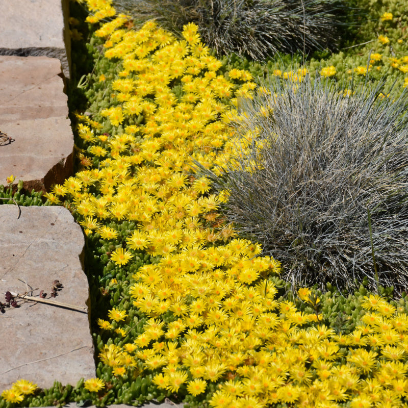 DELOSPERMA NUBIGENUM