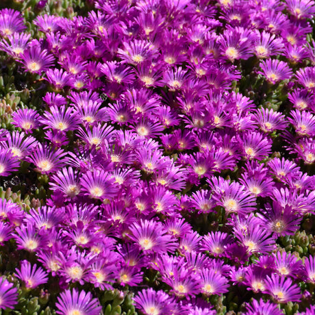 DELOSPERMA TABLE MOUNTAIN