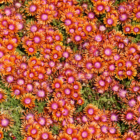 DELOSPERMA FIRE SPINNER