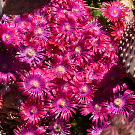 DELOSPERMA GARNET