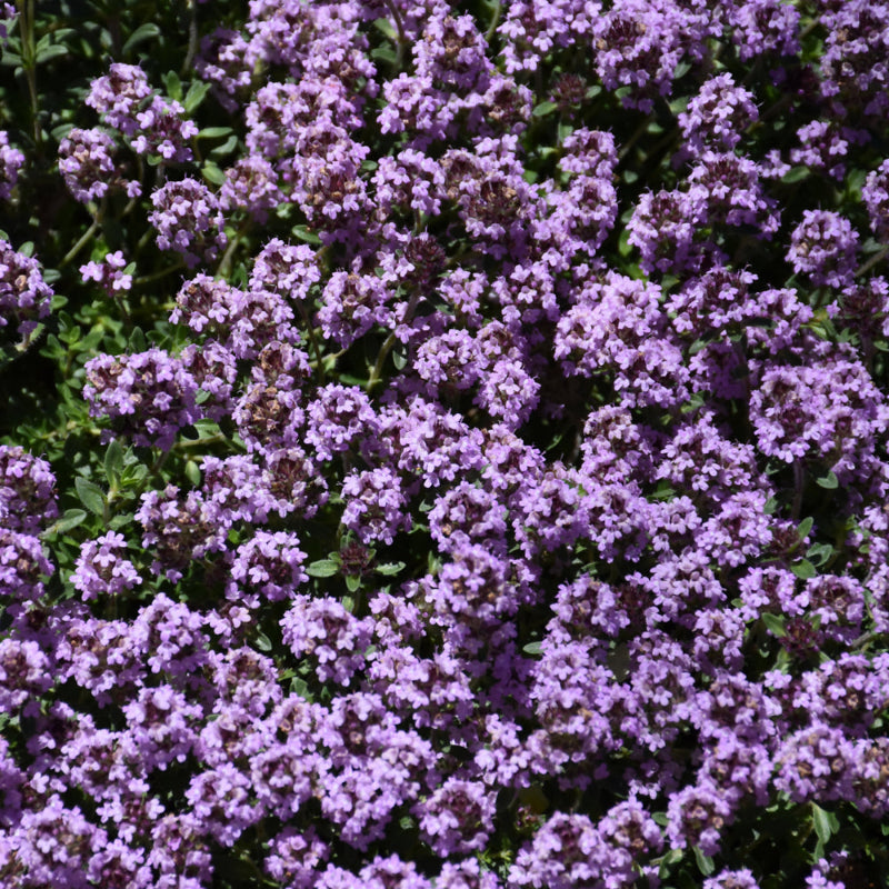 THYMUS PINK CHINTZ