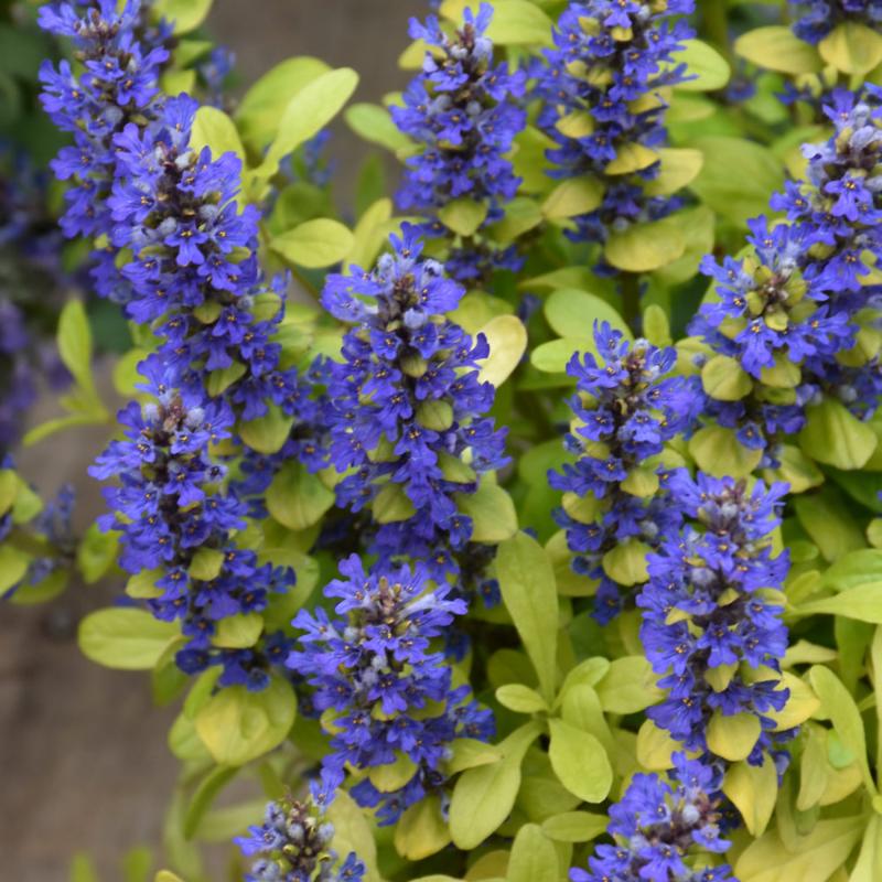 AJUGA CORDIAL CANARY