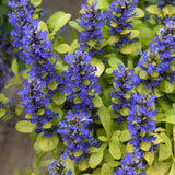 AJUGA CORDIAL CANARY