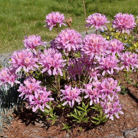 AZALEA ORCHID LIGHTS