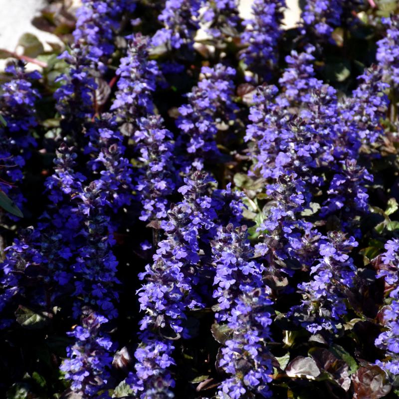 AJUGA MAHOGANY