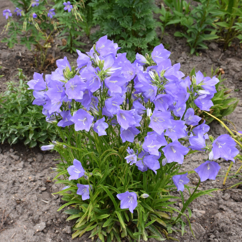 CAMPANULA TAKION BLUE