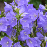 CAMPANULA TAKION BLUE