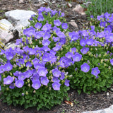 CAMPANULA RAPIDO BLUE