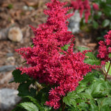 ASTILBE HEAVY METAL