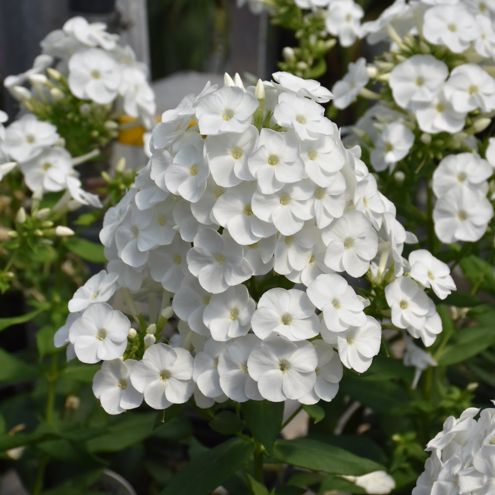 PHLOX BACKLIGHT