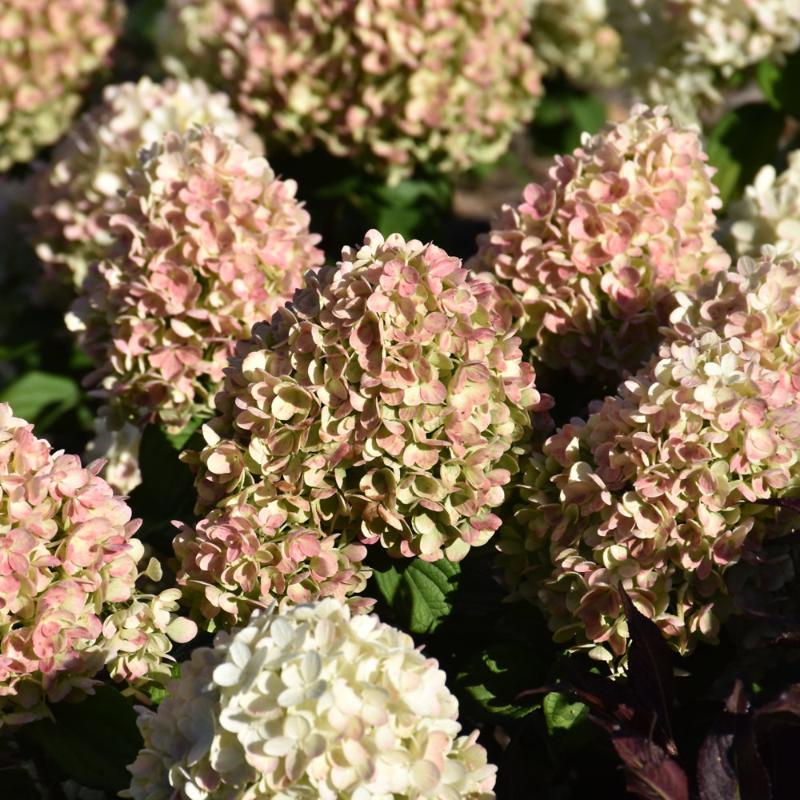 HYDRANGEA LITTLE LIME PUNCH